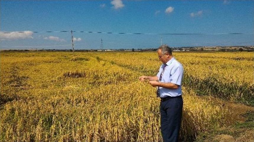 Tmo Alım Sezonunu Tamamlıyor