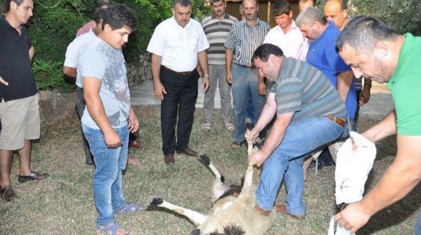 Halk Eğitim M&uuml;d&uuml;rl&uuml;ğ&uuml; Kurban Kesim Kursu Verdi
