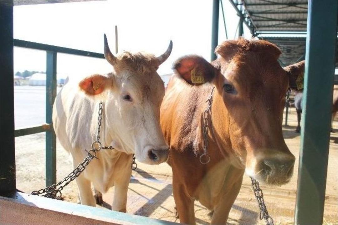 (&ouml;zel Haber) - Kurbanlık Hayvana K&uuml;f&uuml;r Etmenin Cezası: 499 Lira