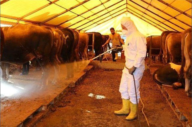 Başakşehir’de Kokusuz, Hijyenik Kurban Alanı