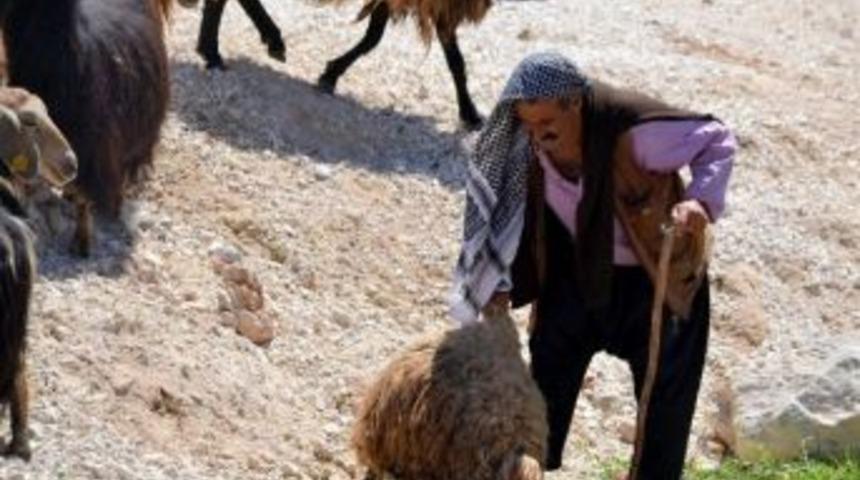 Kurbanlık Hayvan Satıcılarından M&uuml;şterilere Uyarı