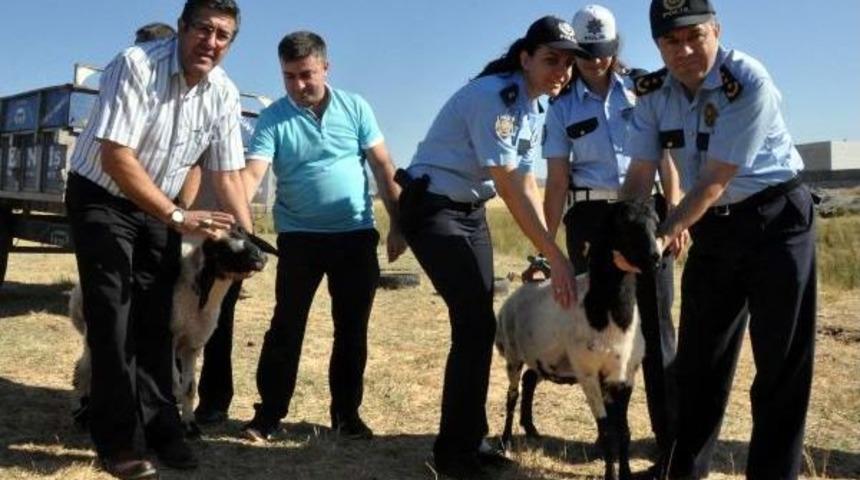 Adıyaman'da Polisler, Şehitler I&ccedil;in 11 Koyun Kesip, Etleri Dağıttı
