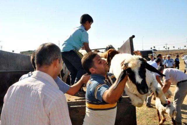 Adıyaman'da Polisler, Şehitler Için 11 Koyun Kesip, Etleri Dağıttı