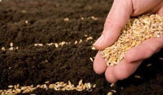 Seed Bartering Festival To Revive Natural Richness Of İzmir