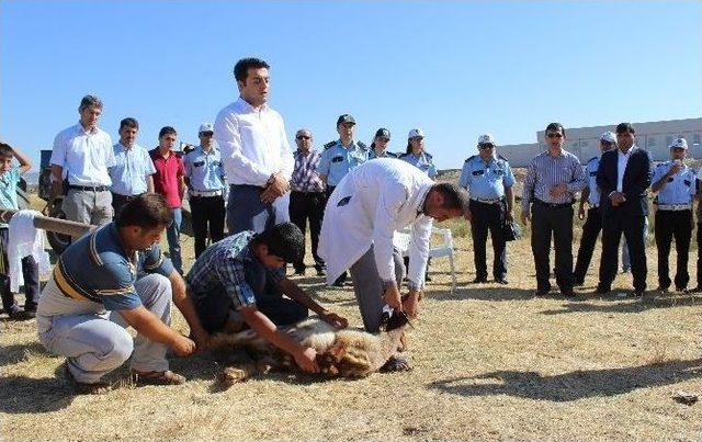 Polis Terör, Kaza Ve Beladan Korunmak İçin Kurban Kesti