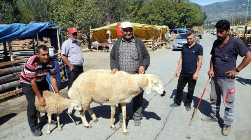 120 Kiloluk Ko&ccedil; G&ouml;renleri Şaşırtıyor