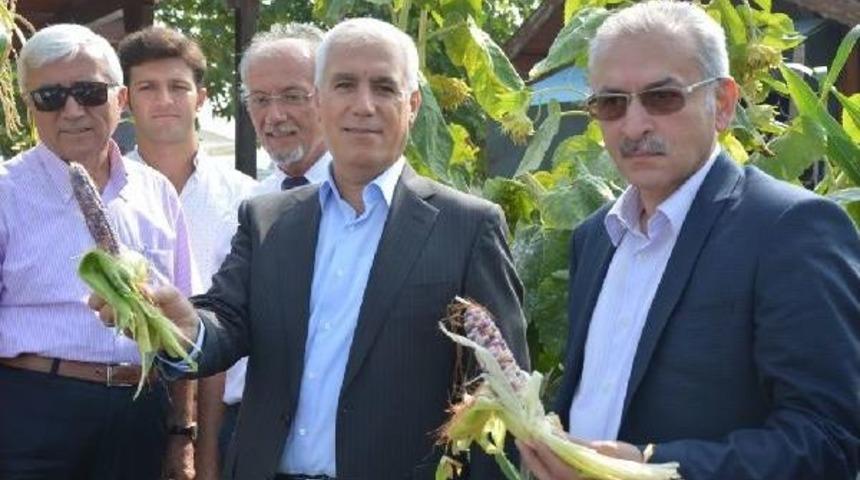 Bu Bahçede Tüm Ürünler Doğal Ve Gdo’Suz