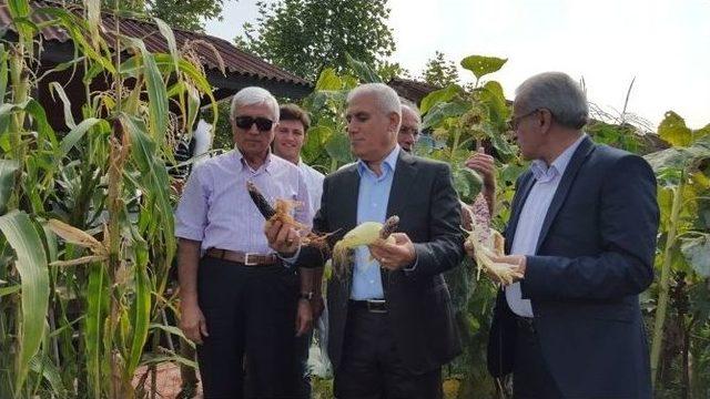 Rengarenk Mısır Görenleri Şoke Etti 1