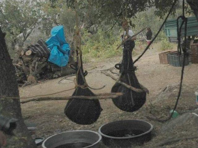 Siirt’te İskambo Pekmez Yapımına Başlandı