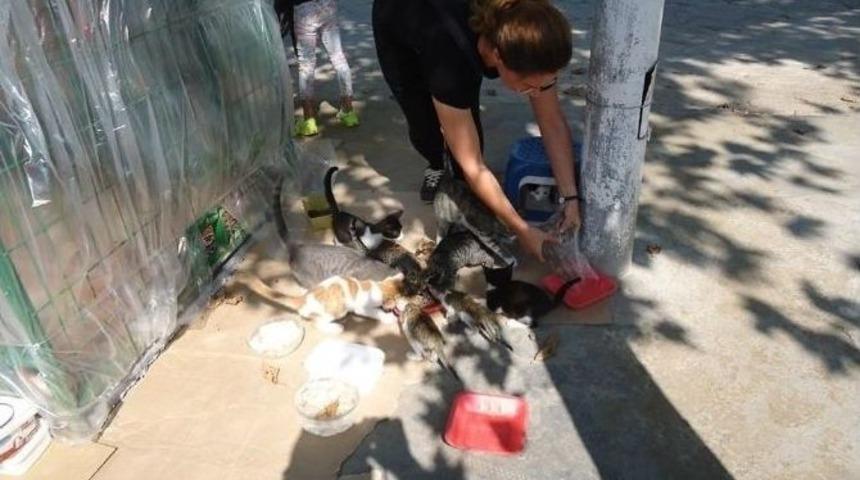 Orhangazi&rsquo;deki Kedi Sığınma Evleri Kışa Hazır