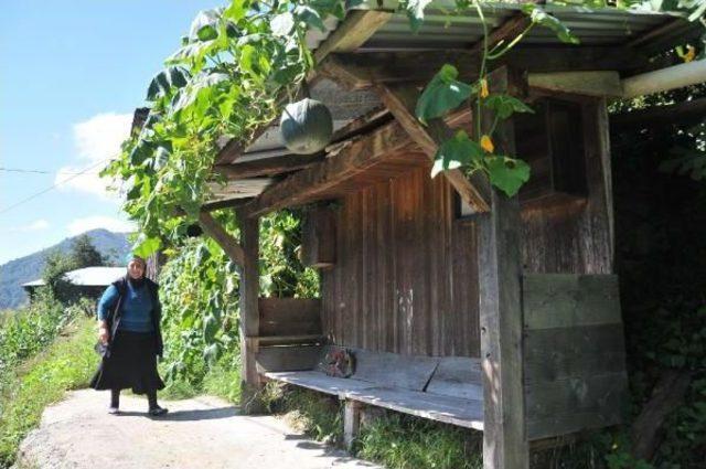 Yeşil Yol Mücadelesinin Simgesi Havva Ana'yı Üzdüler