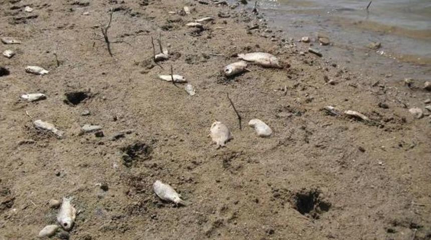 Chp'li Nurlu, Iki Bakana Demirk&ouml;pr&uuml; Barajındaki Balık &Ouml;l&uuml;mlerini Sordu