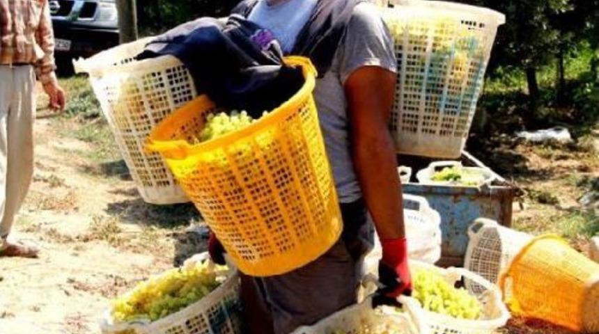 Sarıg&ouml;l'&uuml;n &Uuml;z&uuml;m Herk&uuml;l&uuml;