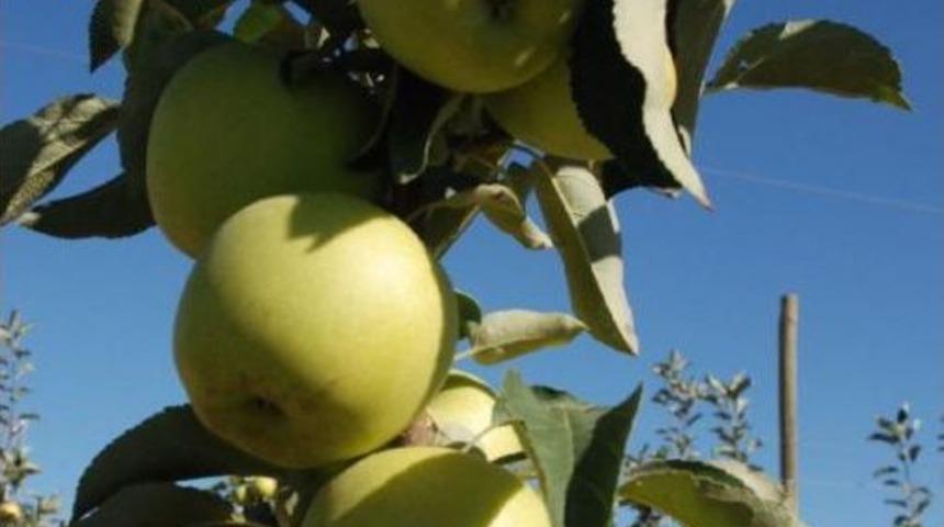 Niğde Elması, &Uuml;reticinin Y&uuml;z&uuml;n&uuml; G&uuml;ld&uuml;recek