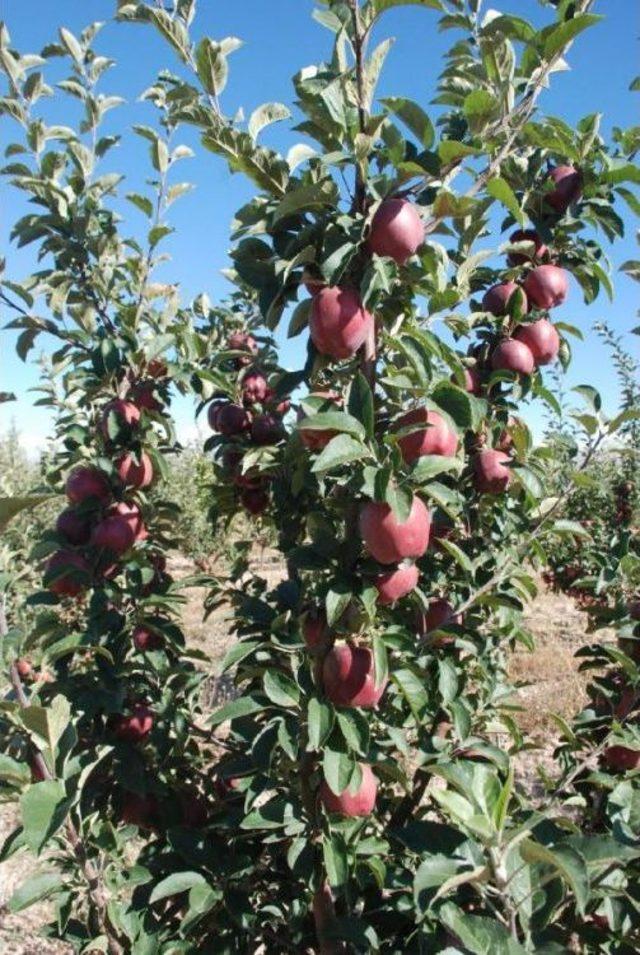 Niğde Elması, &Uuml;reticinin Y&uuml;z&uuml;n&uuml; G&uuml;ld&uuml;recek 1