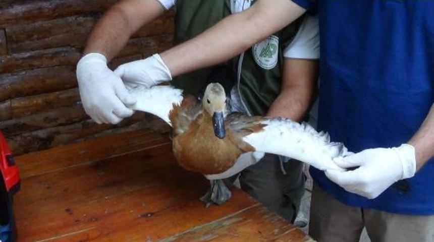 Polislerin Bulduğu Angut Tedavi Edildi