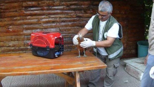 Polislerin Bulduğu Angut Tedavi Edildi