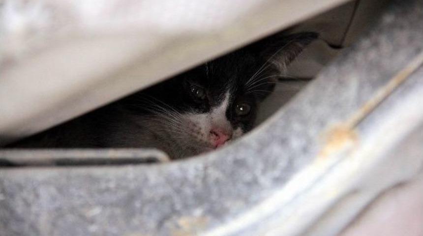 İnat&ccedil;ı Kediyi Polis Kurtardı