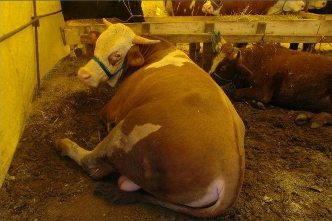 Kurban Pazarında Kurbanlık &Ccedil;ok, Alıcı Yok