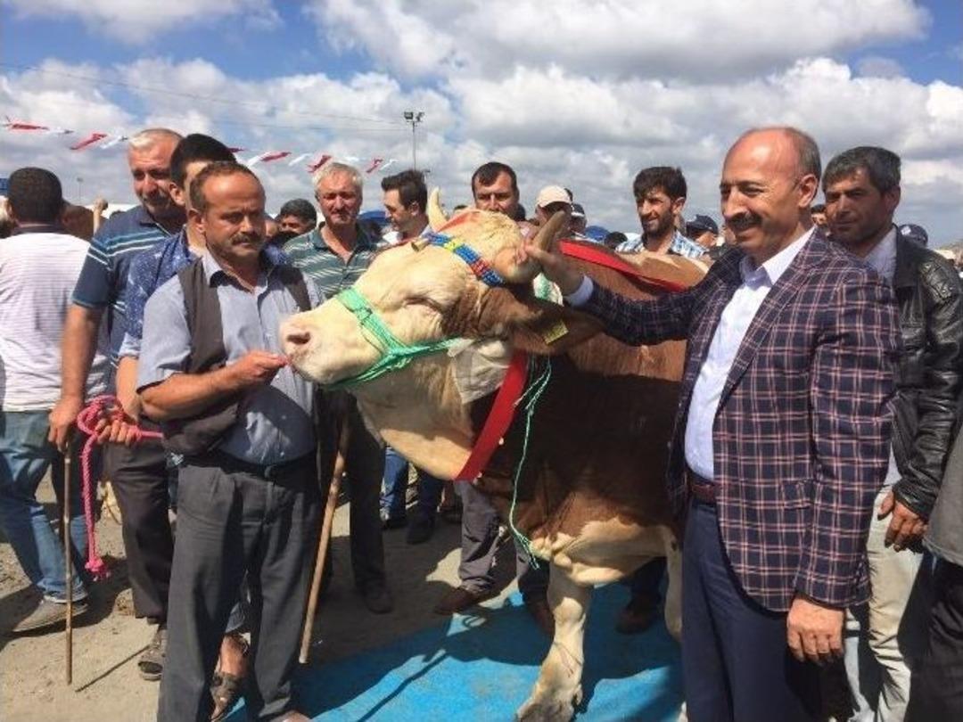 En G&uuml;zel Kurbanlıklar Podyuma &Ccedil;ıktı