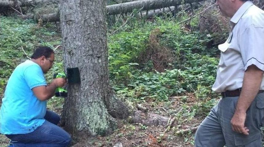 Fotokapanlar Yaban Hayatını G&ouml;zlemliyor