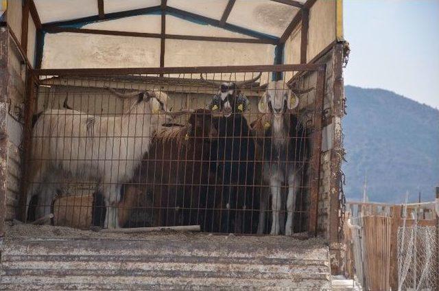 Bilecik’te Kurbanlıklar Pazara İndi