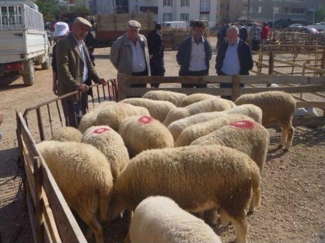 Bilecik’te Kurbanlıklar Pazara İndi