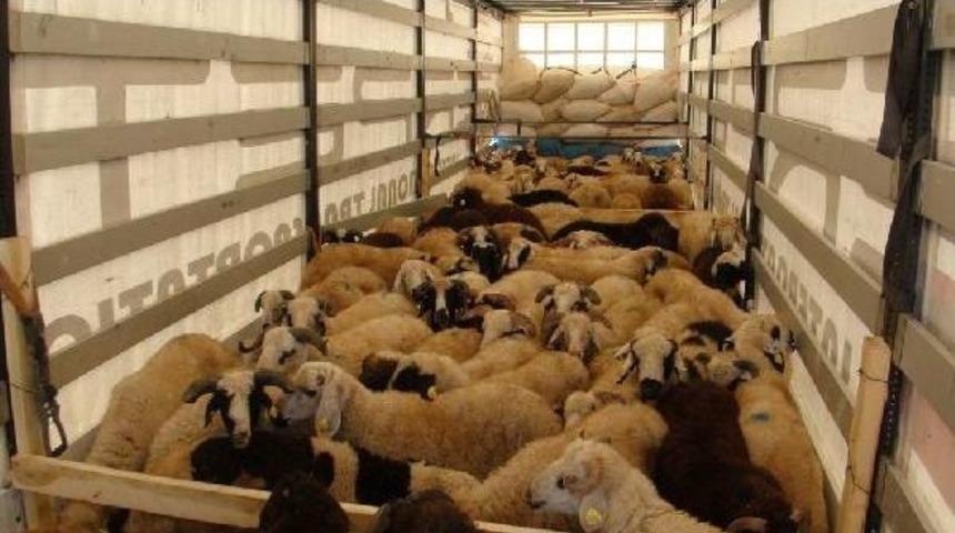 Kars Tb Meclis Başkanı Acay: T&uuml;rkiye'ye Hayvan Sayısı Az Ve Yetmiyor