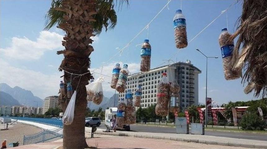 Kadınlar Sahile Atılan İzmaritleri Palmiye Ağacında Sergiledi