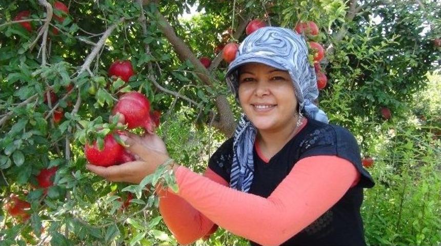 (&ouml;zel Haber) Ter&ouml;r Olayları Nar &Uuml;reticisini De Vurdu
