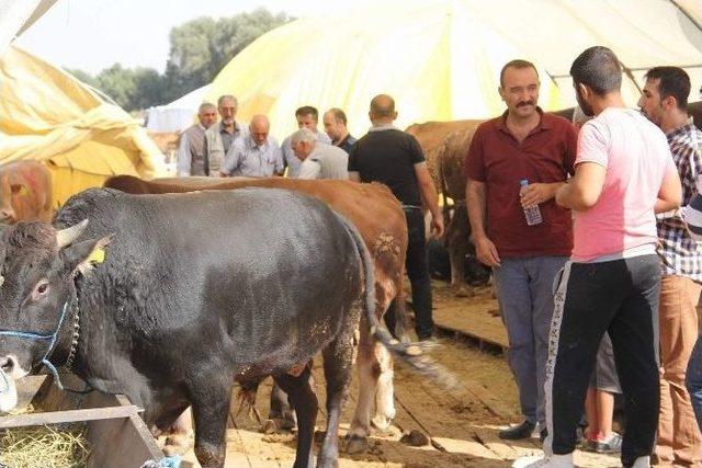 Oymaağaç Kurban Pazarı Kurban Almak İsteyenlerin Akınına Uğradı