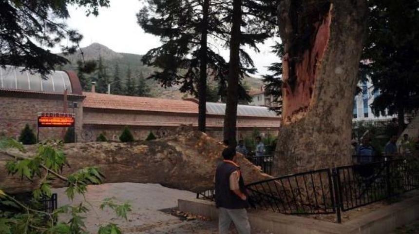 Tokat'ta Fırtına Asırlık Ağacın Dalını Kopardı