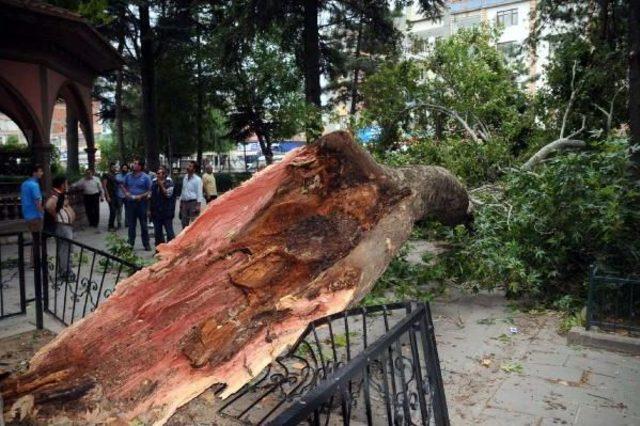 Tokat ta Fırtına Asırlık Ağacın Dalını Kopardı 1