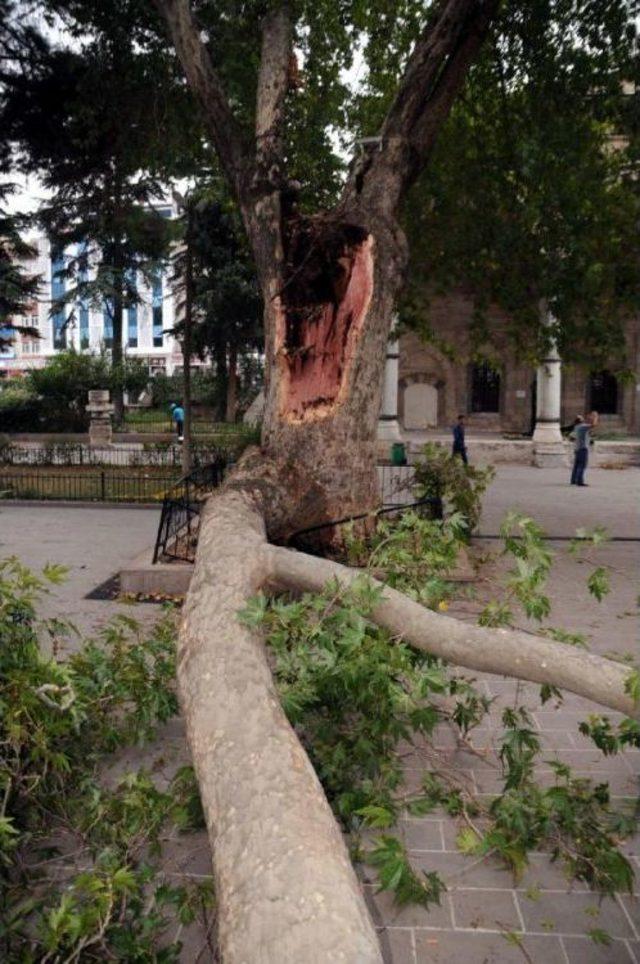 Tokat ta Fırtına Asırlık Ağacın Dalını Kopardı 2