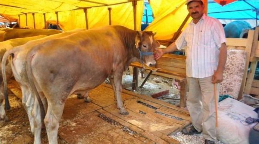 Kurbanlıklar Az Getirildi, &Ccedil;oğu Satıldı