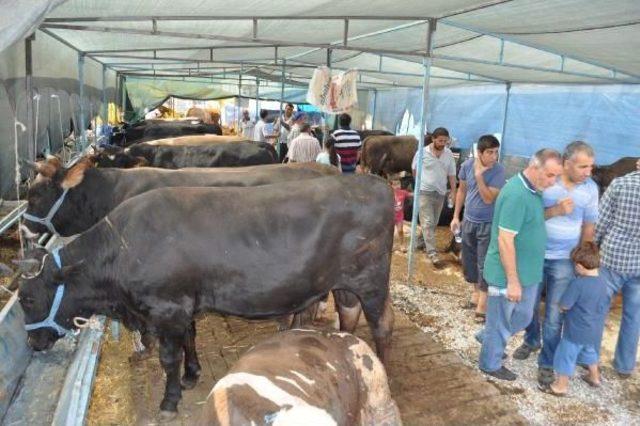 Kurbanlıklar Az Getirildi, Çoğu Satıldı