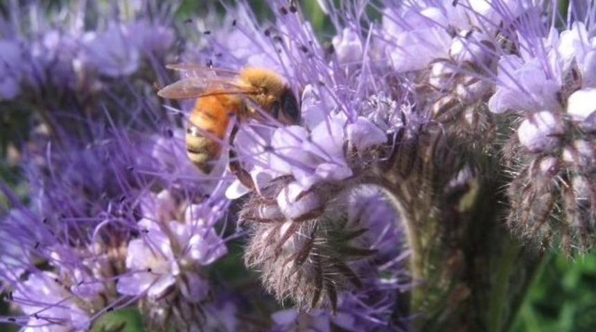 Cildinizi Arı S&uuml;t&uuml; İle Arındırın