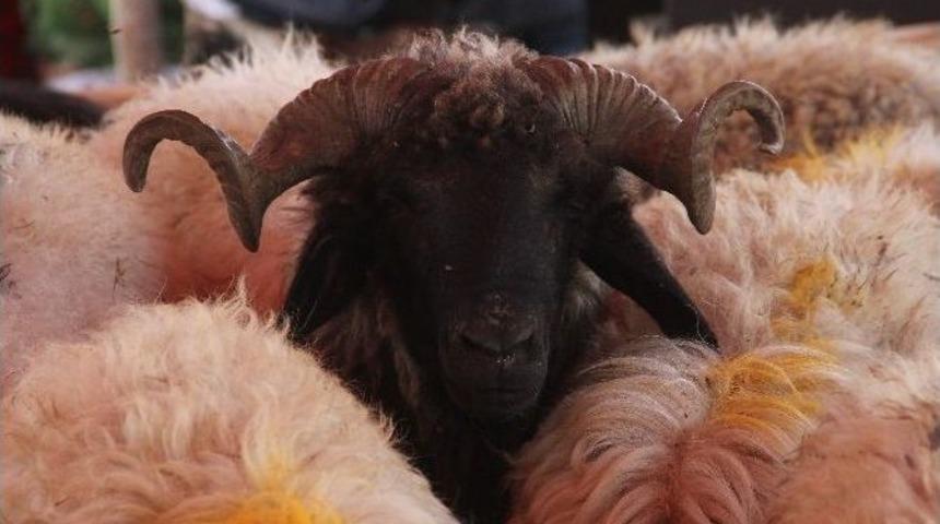 250 Liraya Kurban Satan T&uuml;ccar &Ouml;z&uuml;r Diledi