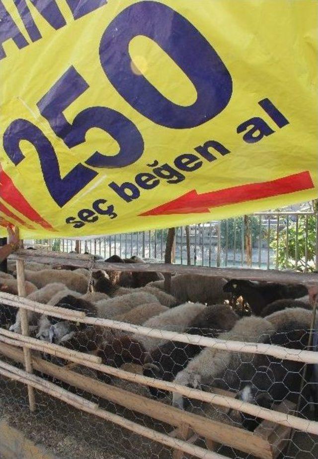 250 Liraya Kurban Satan T&uuml;ccar &Ouml;z&uuml;r Diledi 1