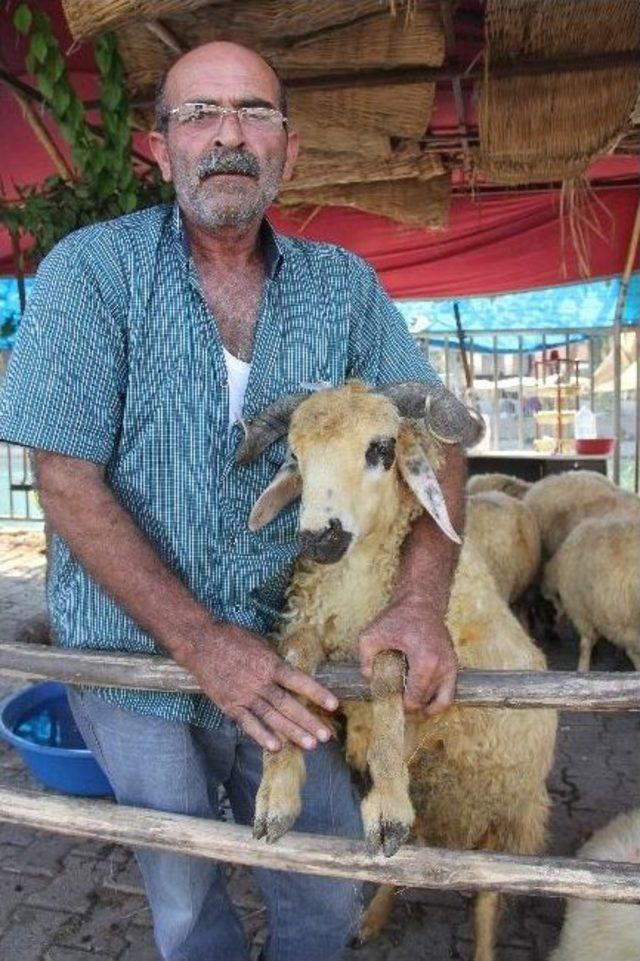 250 Liraya Kurban Satan T&uuml;ccar &Ouml;z&uuml;r Diledi 2