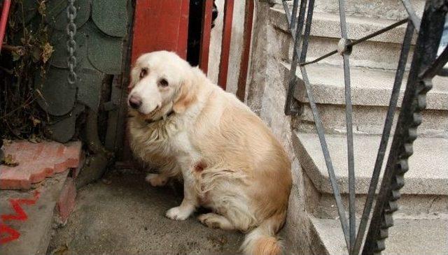 Küçükçekmece Belediyesi Kedi Ve Köpekleri Aile Sahibi Yapıyor