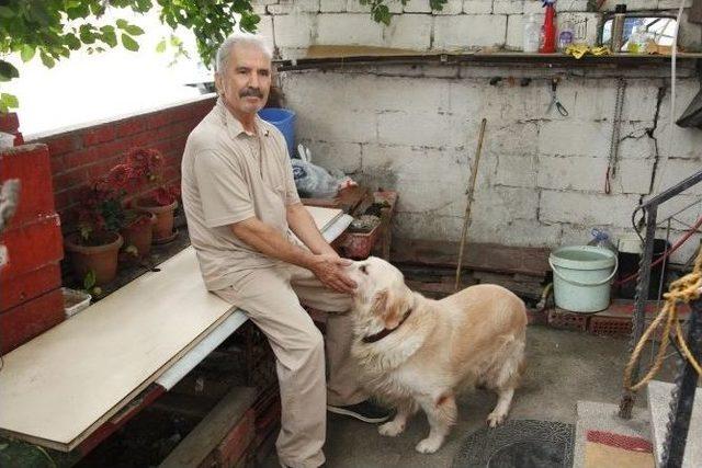 Küçükçekmece Belediyesi Kedi Ve Köpekleri Aile Sahibi Yapıyor