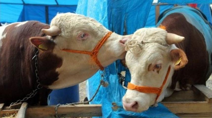 İkiz Danalar Pazarın G&ouml;zdesi