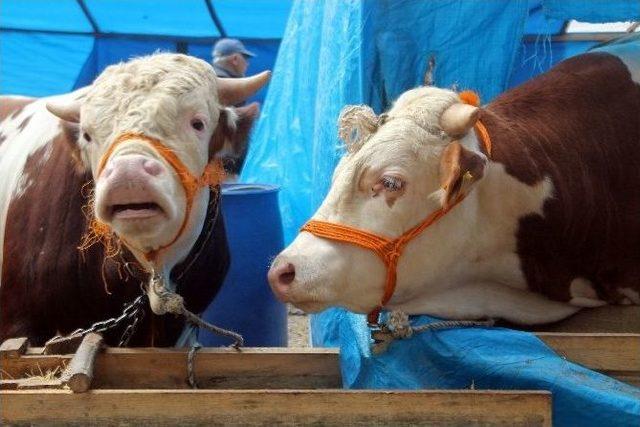 İkiz Danalar Pazarın G&ouml;zdesi 1