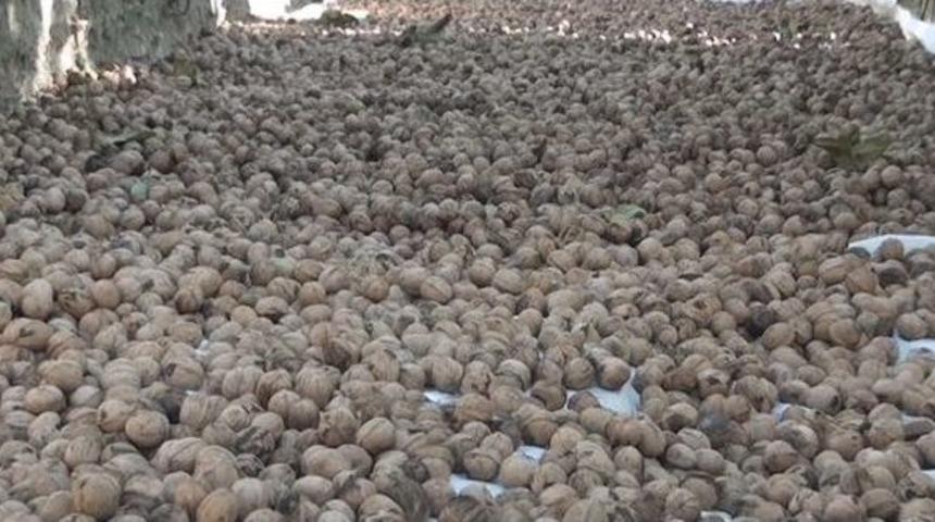 Ceviz, &Uuml;reticisini G&uuml;ld&uuml;rd&uuml;