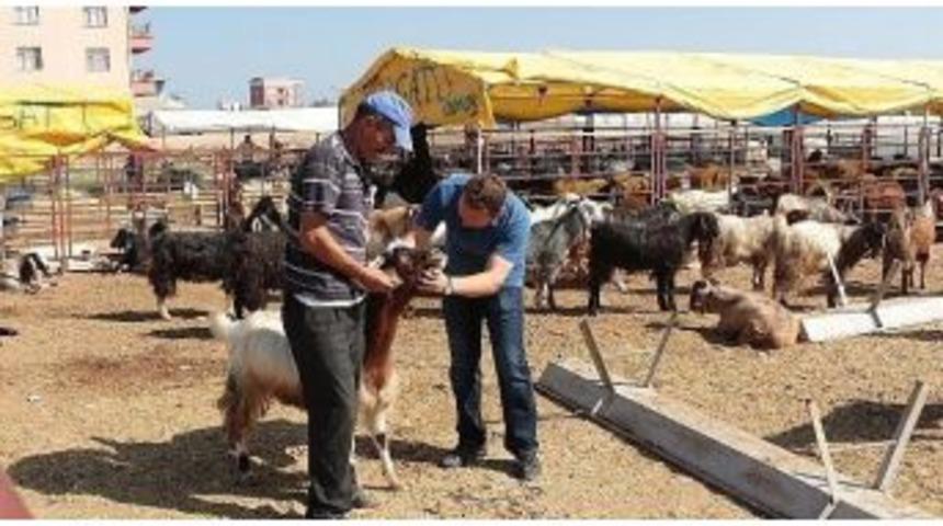 Ereğli Belediyesi Kurban Bayramı&rsquo;na Hazır