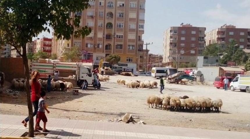 Mardin&rsquo;de Kurbanlıklar G&ouml;r&uuml;c&uuml;ye &Ccedil;ıktı