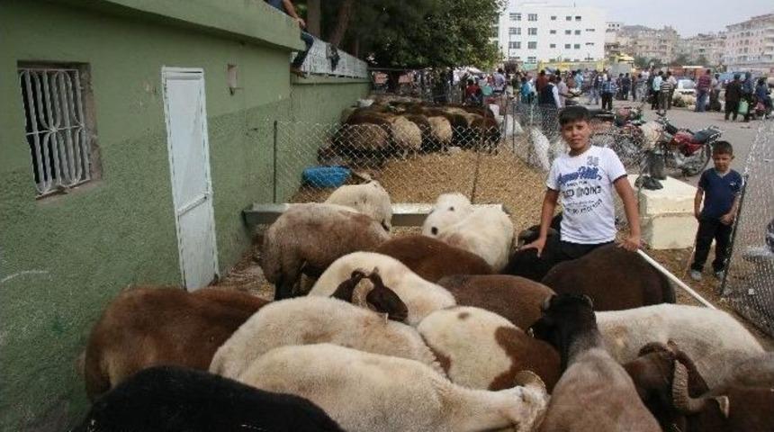Kilis&rsquo;te Kurbanlıklar Piyasada