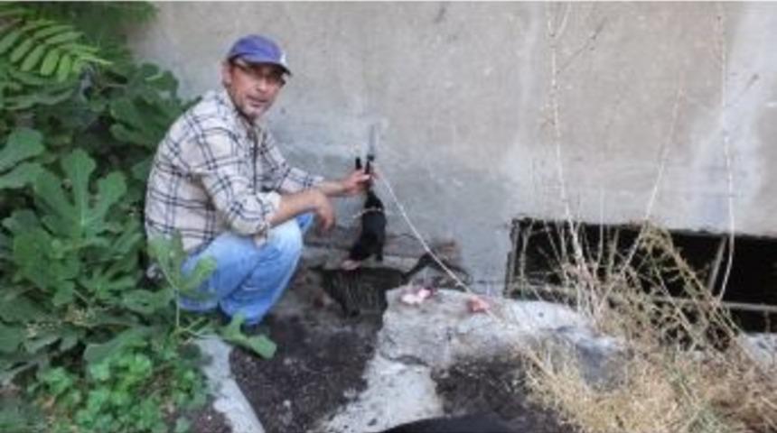 Burhaniye&rsquo;de Emekli Vatandaş Sokak Kedilerine Sahip &Ccedil;ıktı