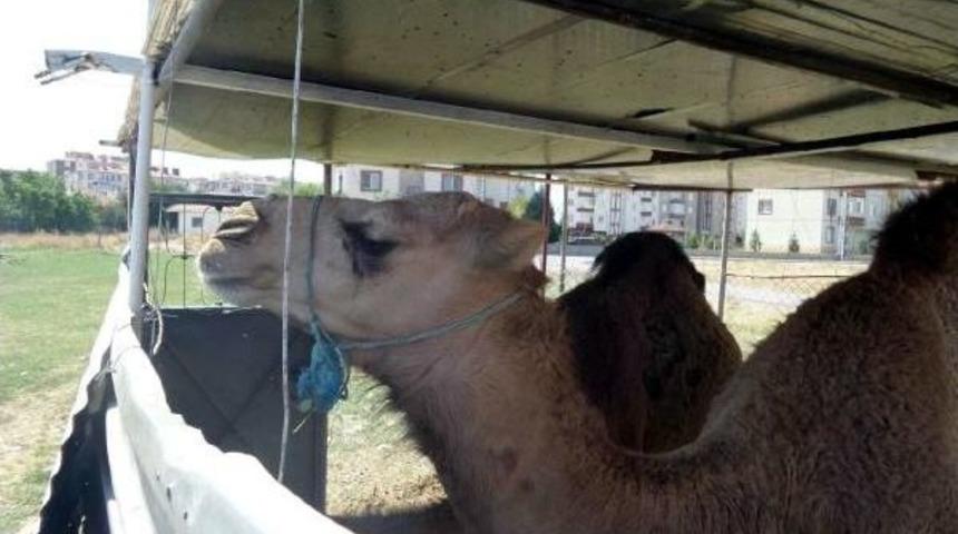 Kayseri'de 5 Bin Liraya Kurbanlık Deve